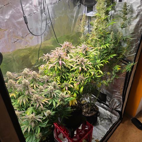 Strawberry Gorilla growlog timeline photo