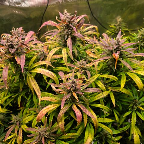 Strawberry Gorilla growlog timeline photo