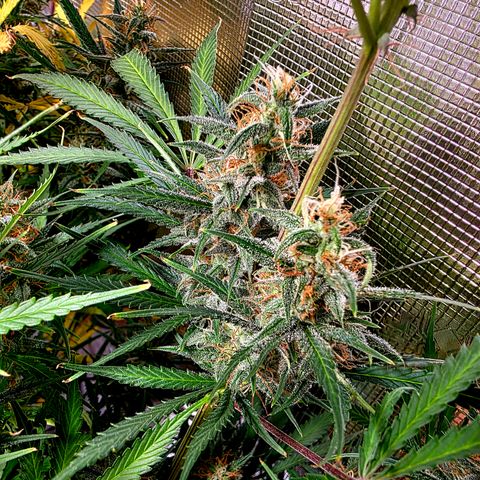 Apple Strudel growlog timeline photo