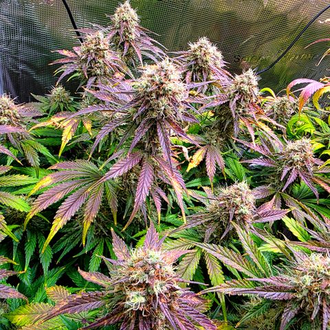 Guava growlog timeline photo