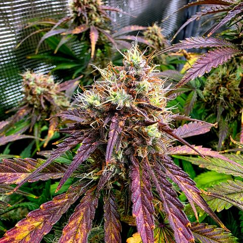 Guava growlog timeline photo