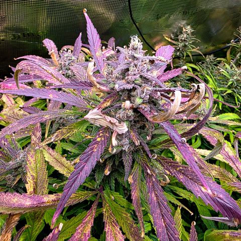Strawberry Gorilla growlog timeline photo