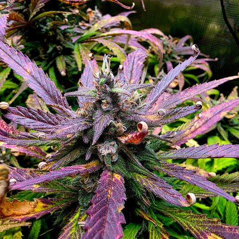 Strawberry Gorilla growlog timeline photo