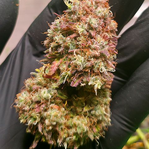 Guava growlog timeline photo