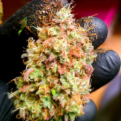 Guava growlog timeline photo