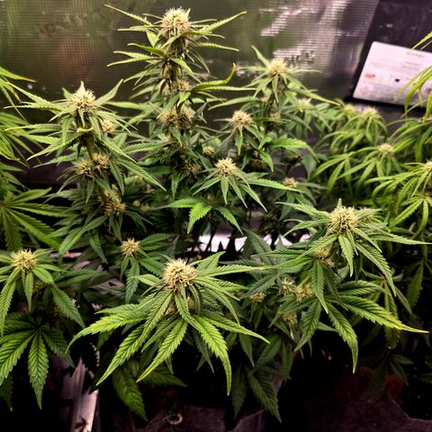 Cherry Cola Auto growlog timeline photo