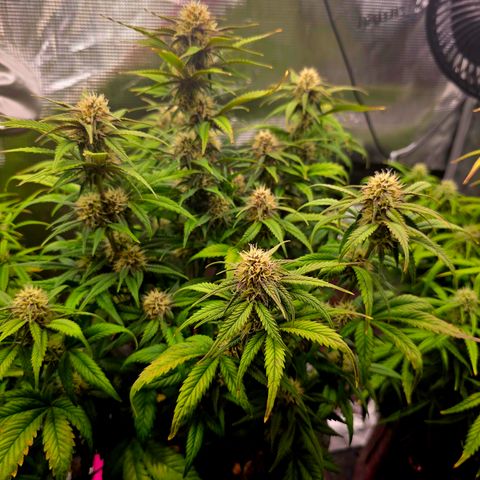 Cherry Cola Auto growlog timeline photo