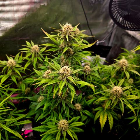 Cherry Cola Auto growlog timeline photo