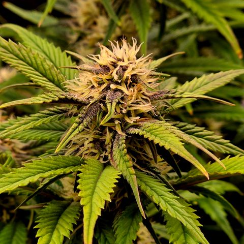 Cherry Cola Auto growlog timeline photo