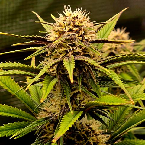 Cherry Cola Auto growlog timeline photo