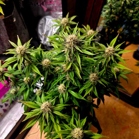Cherry Cola Auto growlog timeline photo