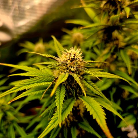 Cherry Cola Auto growlog timeline photo