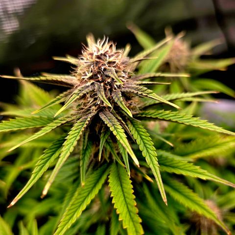 Cherry Cola Auto growlog timeline photo