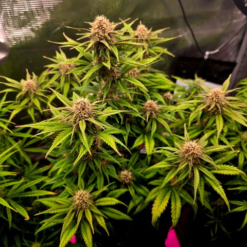 Cherry Cola Auto growlog timeline photo