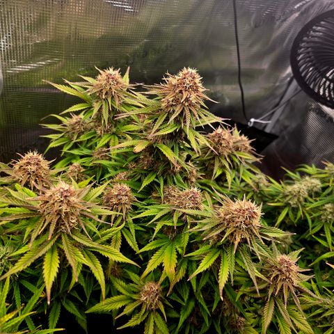 Cherry Cola Auto growlog timeline photo