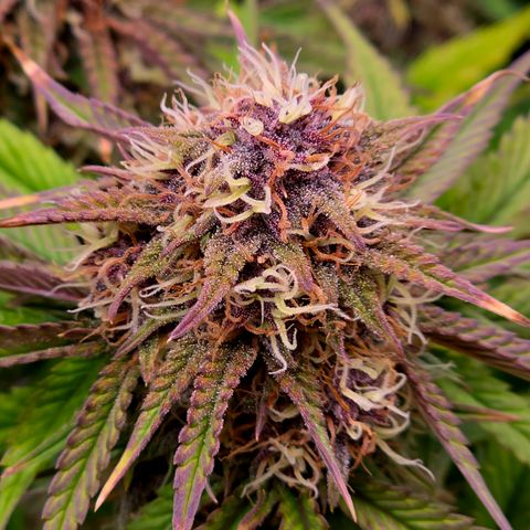 Cherry Cola Auto growlog timeline photo