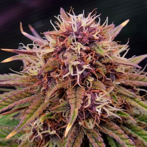 Cherry Cola Auto growlog timeline photo