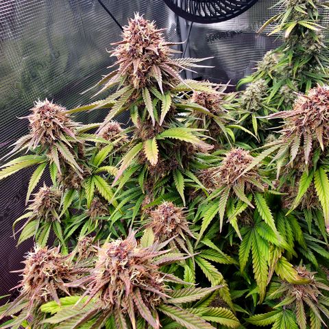 Cherry Cola Auto growlog timeline photo