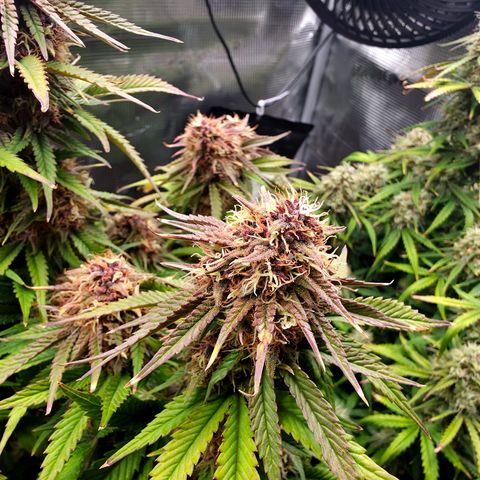 Cherry Cola Auto growlog timeline photo