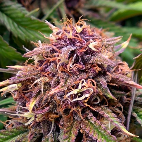 Cherry Cola Auto growlog timeline photo