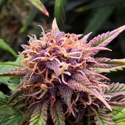 Cherry Cola Auto growlog timeline photo