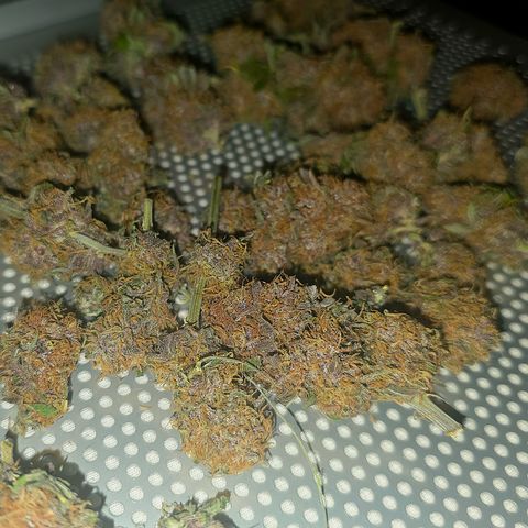 Cherry Cola Auto growlog timeline photo