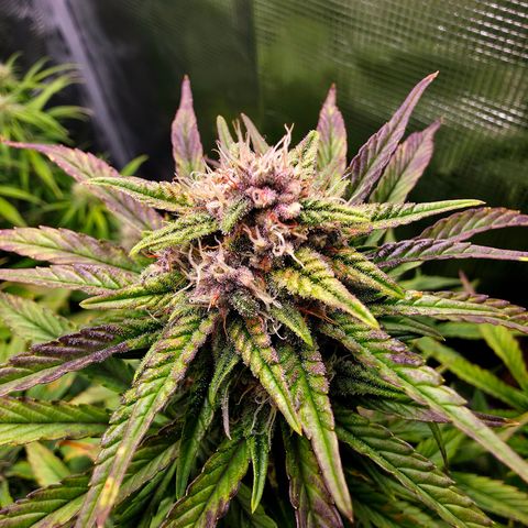 Tropicana Poison Auto growlog timeline photo