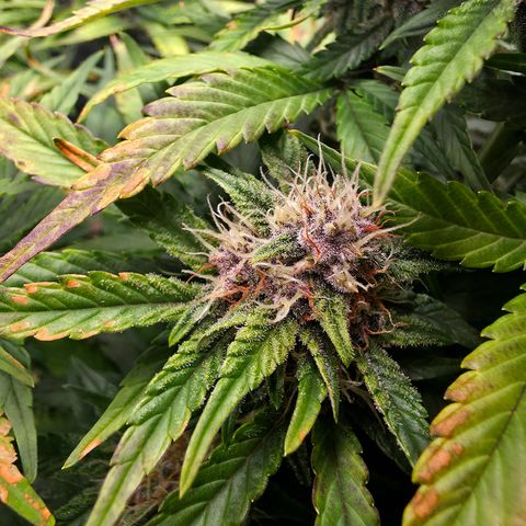 Tropicana Poison Auto growlog timeline photo