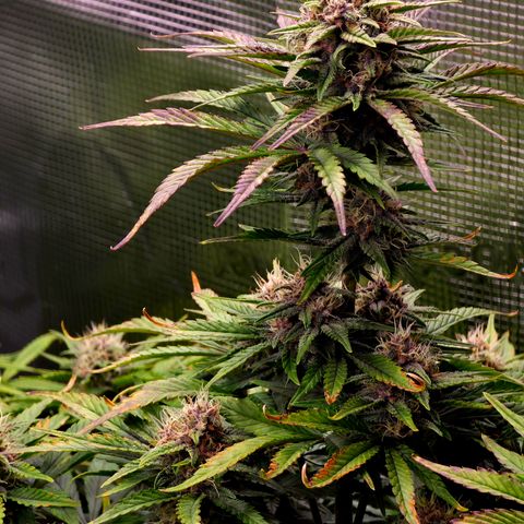 Tropicana Poison Auto growlog timeline photo