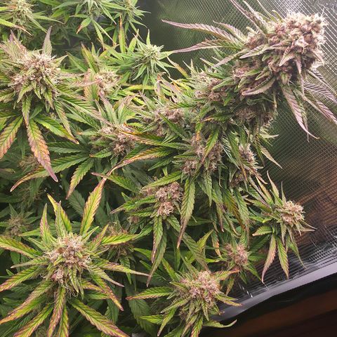 Tropicana Poison Auto growlog timeline photo