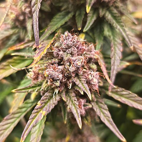 Tropicana Poison Auto growlog timeline photo