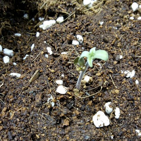 Ak 47 growlog timeline photo