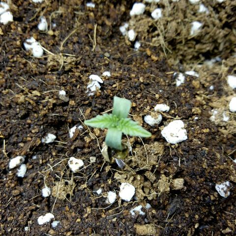 Ak 47 growlog timeline photo