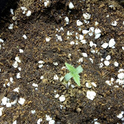 Ak 47 growlog timeline photo