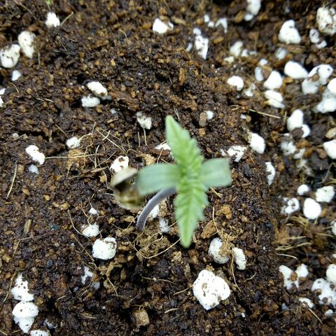 Ak 47 growlog timeline photo