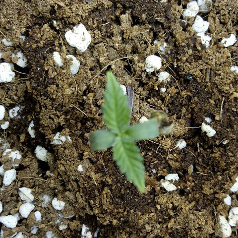 Ak 47 growlog timeline photo