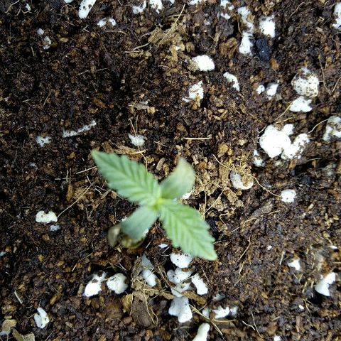 Ak 47 growlog timeline photo