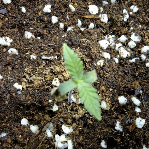 Ak 47 growlog timeline photo
