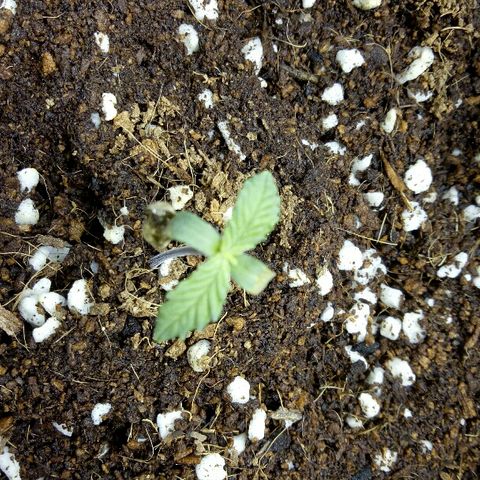 Ak 47 growlog timeline photo