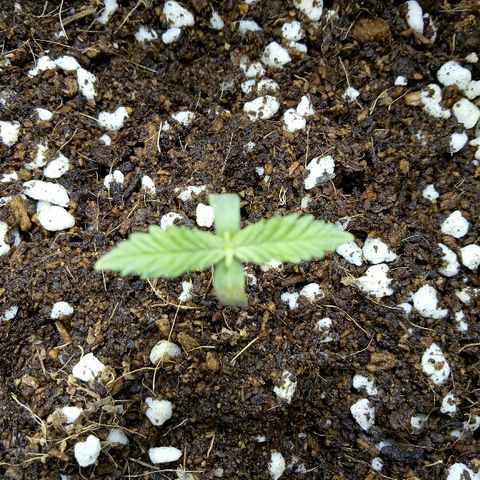 Ak 47 growlog timeline photo