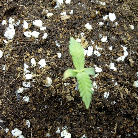 Ak 47 growlog timeline photo