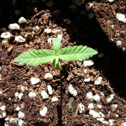 Ak 47 growlog photo: Some sun
