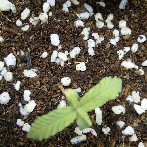 Ak 47 growlog timeline photo