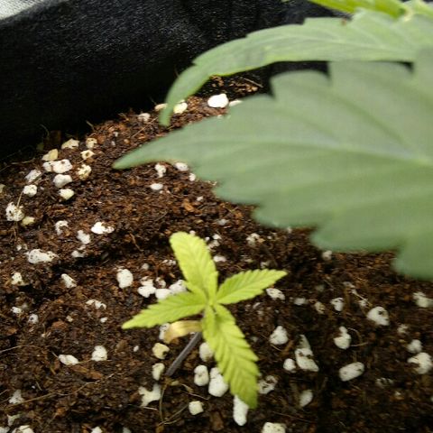 Ak 47 growlog timeline photo