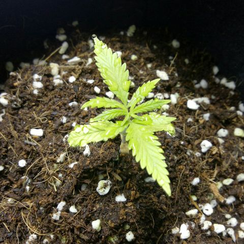 Ak 47 growlog timeline photo