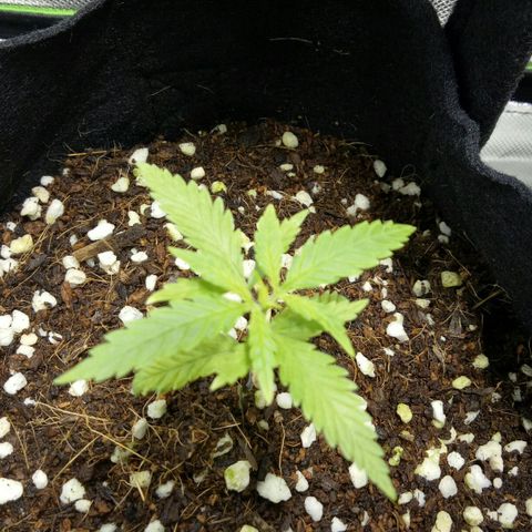 Ak 47 growlog timeline photo