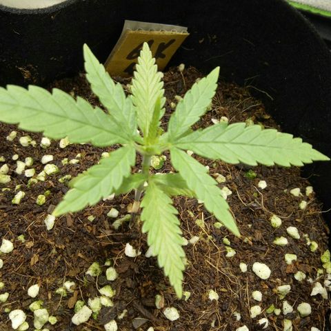 Ak 47 growlog timeline photo