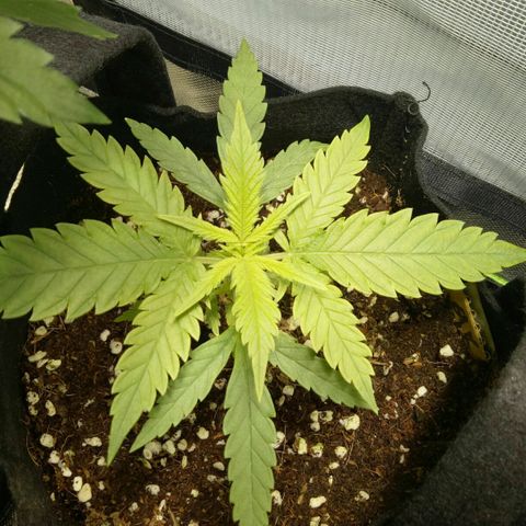 Ak 47 growlog timeline photo