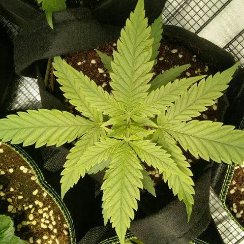 Ak 47 growlog timeline photo