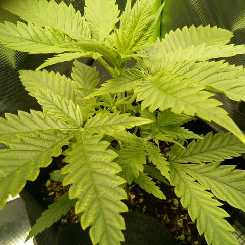 Ak 47 growlog timeline photo